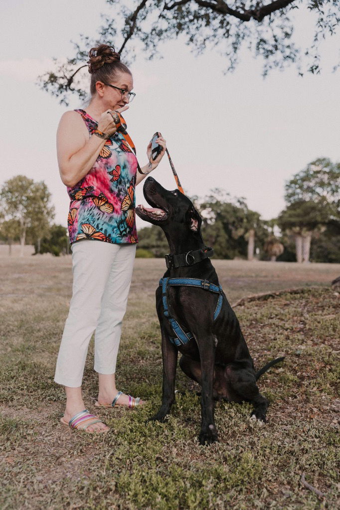 adoptable Dog in Bullard, TX named Bocephus