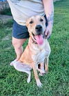 adoptable Dog in Bullard, TX named Copper