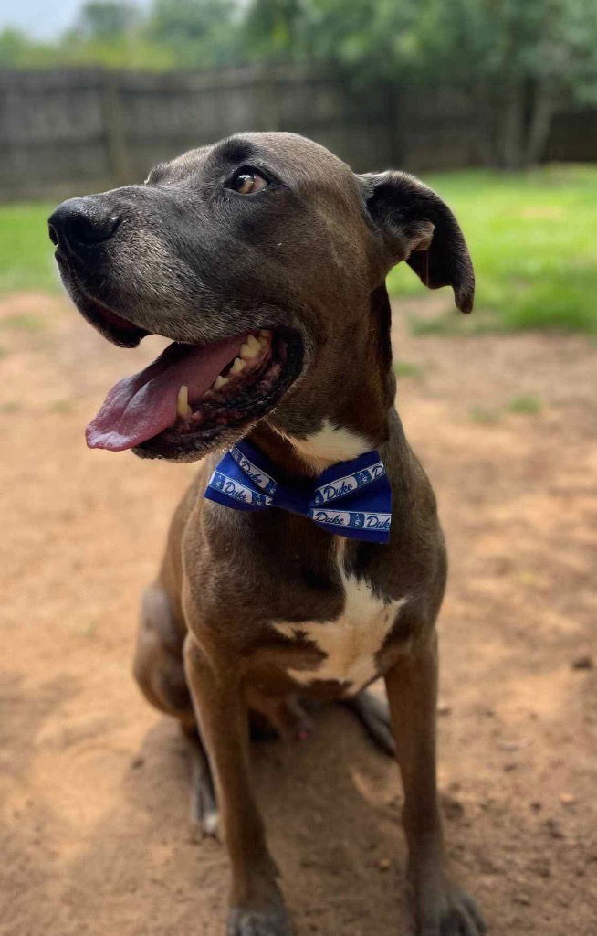 adoptable Dog in Bullard, TX named Duke