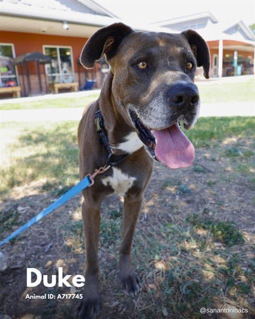 adoptable Dog in Bullard, TX named Duke