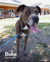 adoptable Dog in  named Duke