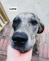 adoptable Dog in Bullard, TX named Luna Bug