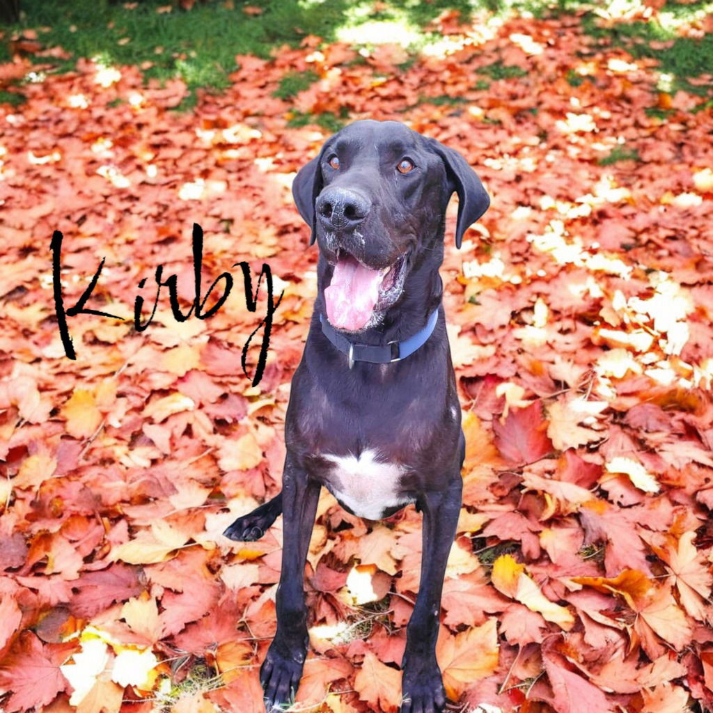 adoptable Dog in Bullard, TX named Kirby