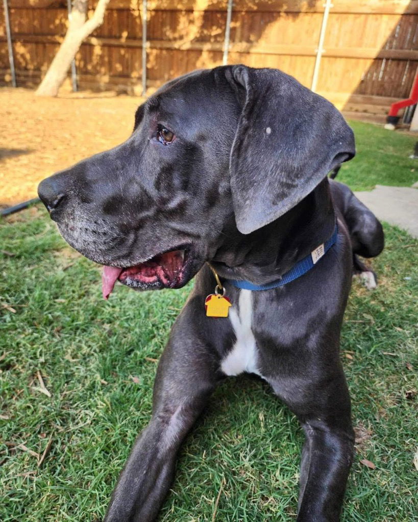 adoptable Dog in Bullard, TX named Smoke