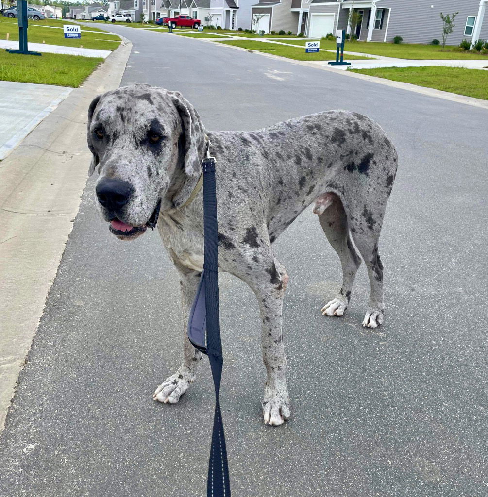 adoptable Dog in Bullard, TX named Sirius