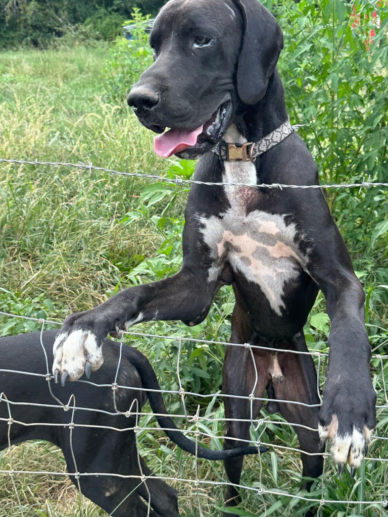 adoptable Dog in Bullard, TX named Vargas