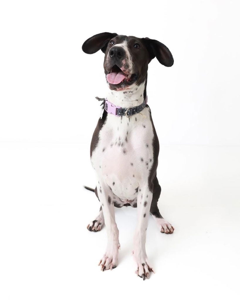 adoptable Dog in Bullard, TX named Moonshine