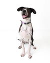 adoptable Dog in bullard, TX named Moonshine