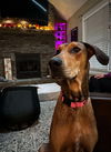 adoptable Dog in bullard, TX named Freya Rose