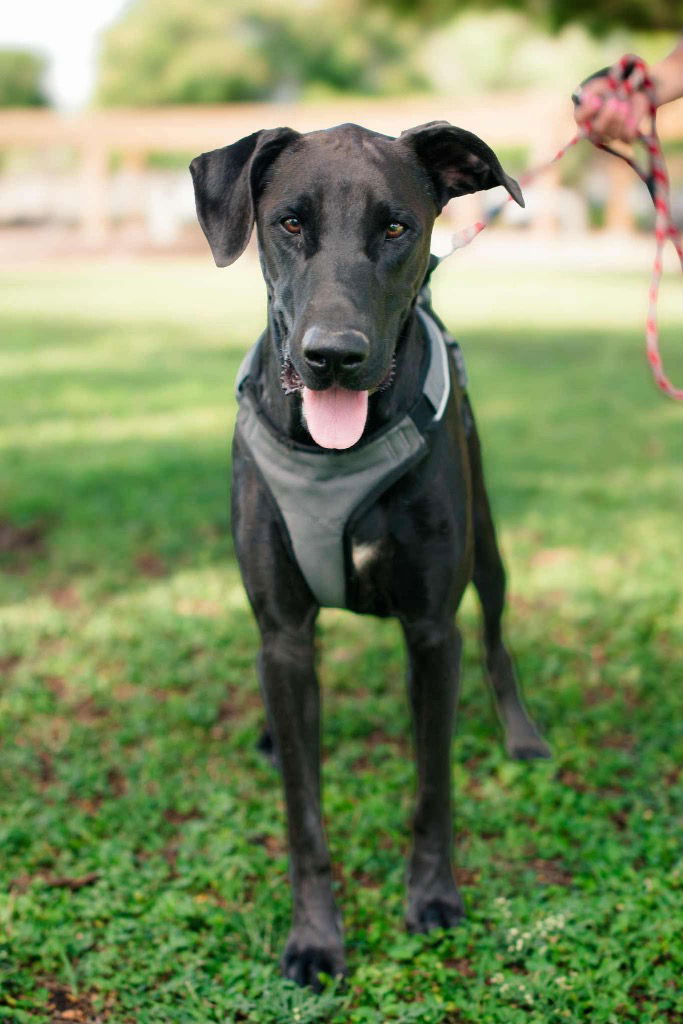 adoptable Dog in Bullard, TX named Oreo