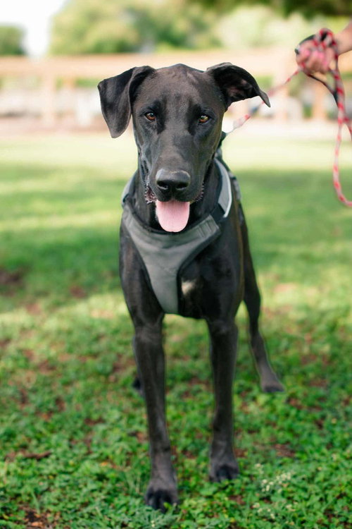 OREO - Shepherd available for adoption