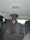 Oreo - Photo 2