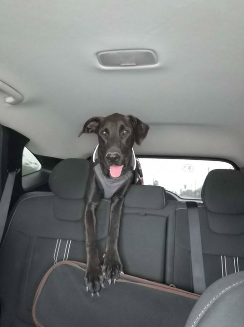 OREO - Shepherd available for adoption