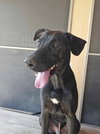 Oreo - Photo 3