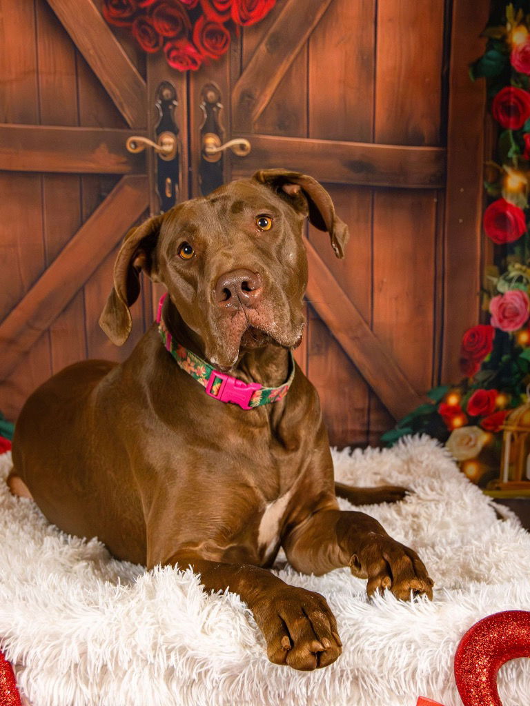 adoptable Dog in Bullard, TX named Fancy