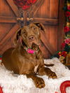 adoptable Dog in  named Fancy