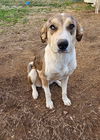 adoptable Dog in Bullard, TX named Buster