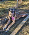 adoptable Dog in Bullard, TX named Arlo