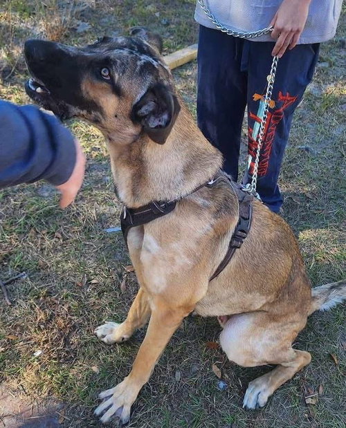 ARLO - Great Dane / German Shepherd Dog available for adoption