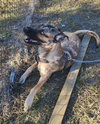 Arlo - Photo 3