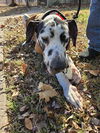 adoptable Dog in  named Harley (Harl) Moose