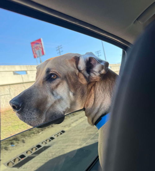 picture of the dog needing adoption