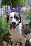 adoptable Dog in bullard, TX named Minnie
