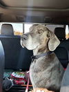 adoptable Dog in  named Ozz