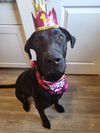 adoptable Dog in bullard, TX named Mona