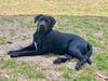 adoptable Dog in  named Cher