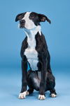adoptable Dog in bullard, TX named Winnie