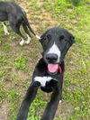 adoptable Dog in  named Lyra