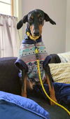 adoptable Dog in bullard, TX named Kobie