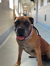 adoptable Dog in bullard, TX named Isla