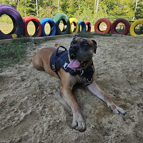 ISLA - Bullmastiff available for adoption
