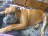Isla - Photo 3