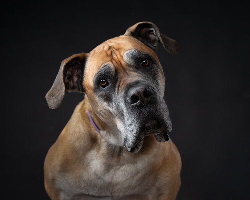Isla, an adoptable Bullmastiff in Bullard, TX