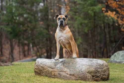 ISLA - Bullmastiff available for adoption