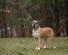 Isla - Photo 4