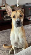 adoptable Dog in  named Midas