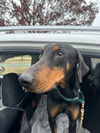 adoptable Dog in  named Scooby