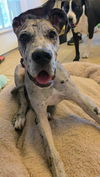 adoptable Dog in  named Dottie