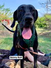 adoptable Dog in  named Skinny Butt