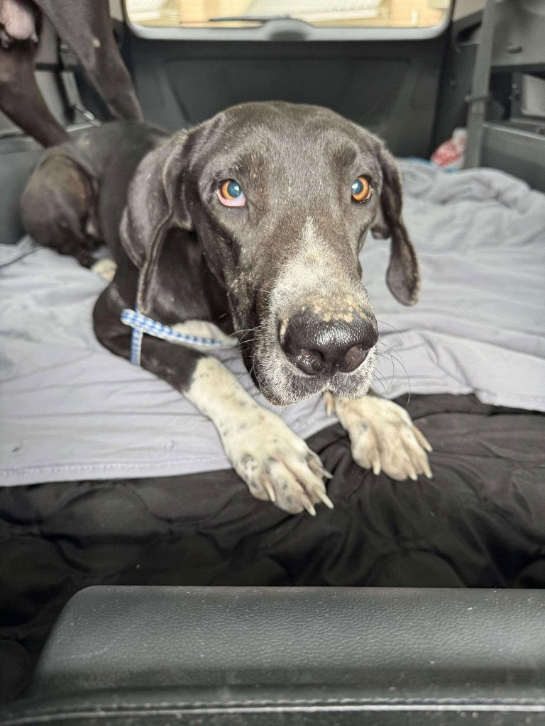 adoptable Dog in Bullard, TX named Shelby