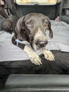 adoptable Dog in  named Shelby