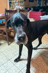 adoptable Dog in  named Birdie