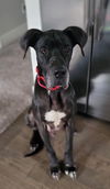adoptable Dog in bullard, TX named Grimm