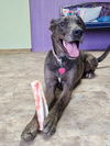 adoptable Dog in  named Myla
