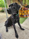 adoptable Dog in  named Ringo
