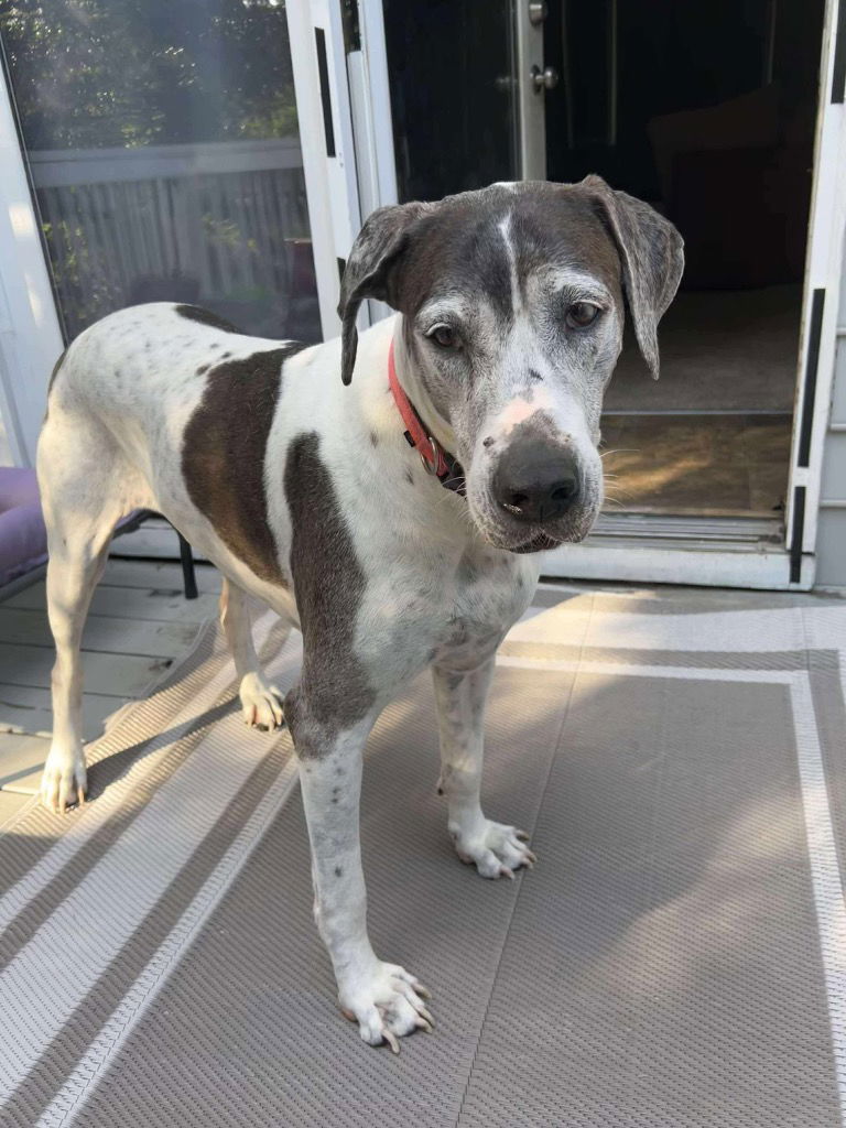 adoptable Dog in Bullard, TX named Moosie